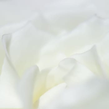 Abstract floral background, white rose flower petals. Macro flowers backdrop for holiday design. Soft focus.