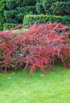 Many red fruits on the branches of a cotoneaster horizontalis bush in the garden in autumn. Natural background