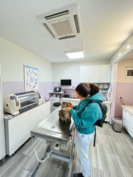 Young woman petting tabby cat on examination table in veterinary clinic. High quality photo