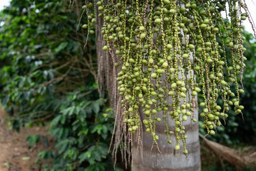 Close-up photo of a palm tree with green seed clusters set against a lush jungle.