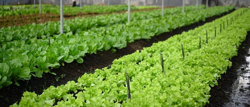 Rows of organic lettuce growing in greenhouse. Harvesting, agricultural and farming concept.