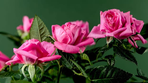 Pink tea rose Hot kiss kordana on a green background. Flower head close-up.