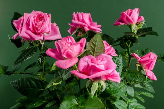 Pink tea rose Hot kiss kordana on a green background. Flower head close-up.