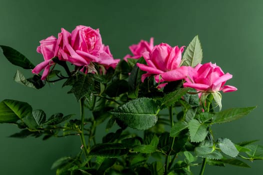 Pink tea rose Hot kiss kordana on a green background. Flower head close-up.