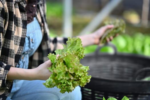 Young farmer sorting organic vegetables in greenhouse. Harvest and gardening concept.