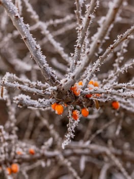 Orange red fruits berries on hedge shrub with ice and ice crystals in winter