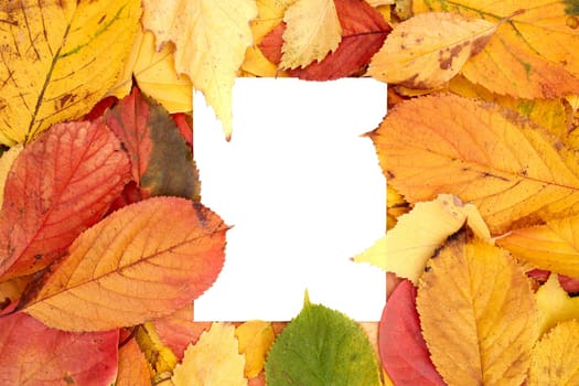 Vertical white card leaf, partially covered with leaves, lies against the background of autumn foliage. High quality photo