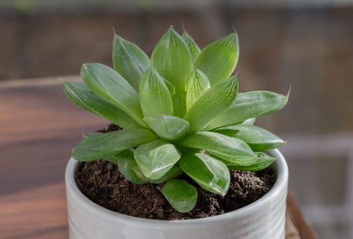 Haworthia cymbiformis (Cathedral Window Haworthia). Beautiful succulent perennial plant with simple fleshy leaves in ceramic pot, Background of natural green cactus flower, Copy space, Selective focus.