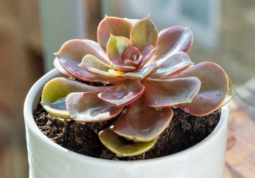 Echeveria Perle von Nurnberg (Flat rosettes) Succulent plant with purple and pink leaves in ceramic pot. Cactus flower, Copy space, Selective focus.