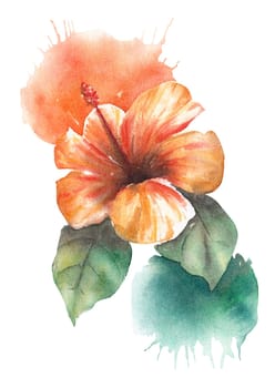 Watercolor orange hibiscus flower isolated on white background with watercolor splashes, tropical invitation, invitation flower card. Hand drawn illustration