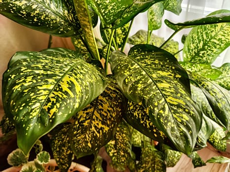 Dieffenbachia plant in a pot on a stool by the window. Retro interior in light colors. Background with plant with green leaves and fabric