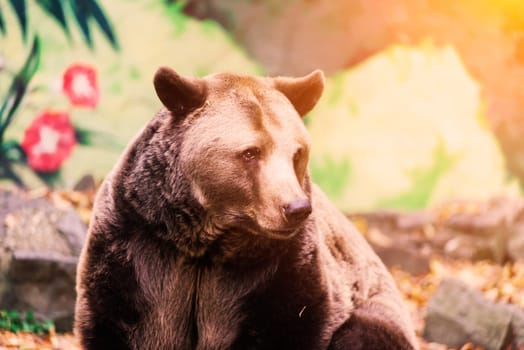 Canadian big brown bear moving in a park forest