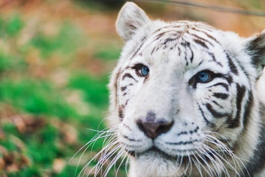 White big tiger, bleached tiger in an autumn park laying and walk, close up