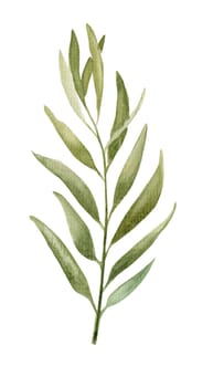 eucalyptus or olive leaves branch isolated on a white background, watercolor illustration