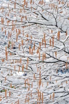 Tree branches with seeds covered in snow.