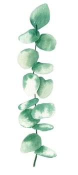 eucalyptus leaves branch isolated on a white background, watercolor illustration