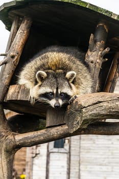 raccoon looks out from his wooden tree house.