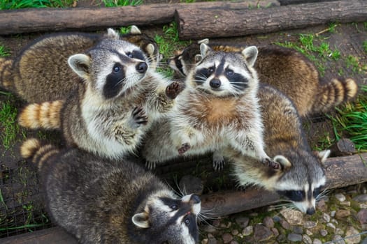 Raccoons beg for food. Petting Zoo