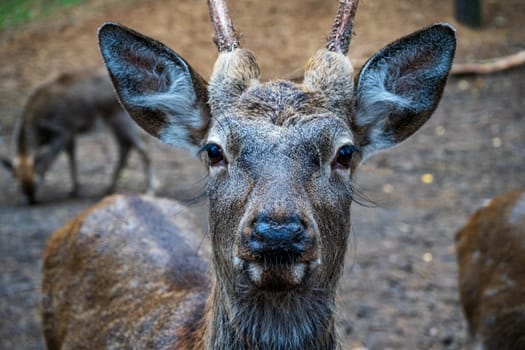 Male roe deer with an expressive look