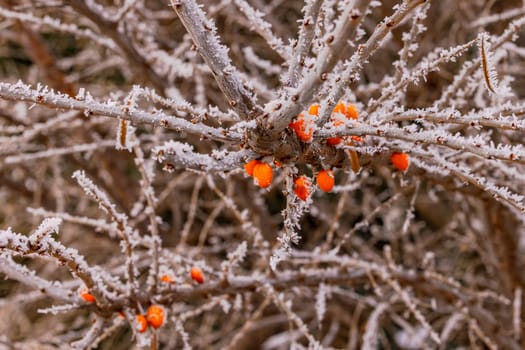 Dull hedge with branches and red berries Fruits cut out in winter with ice and ice crystals