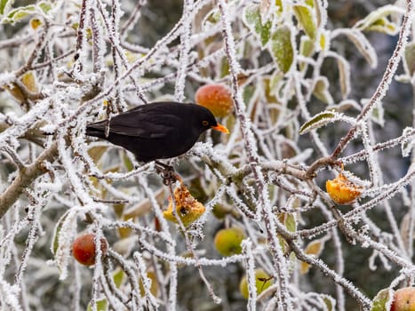 Blackbird feeding on a tree with green and yellow apples in winter with ice and snow