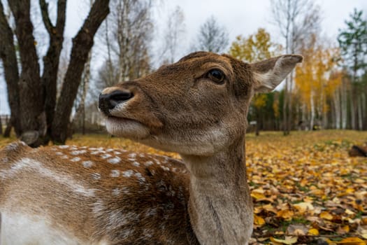 muzzle of spotted deer doe in close-up