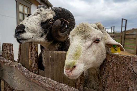 ram and sheep look out over the fence in village