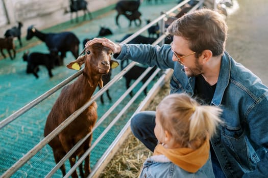 Little girl stands next to her dad stroking a goat head poking out over a pen fence. High quality photo