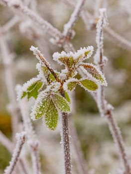 Frost and hoarfrost cropped on green leaves in cold winter