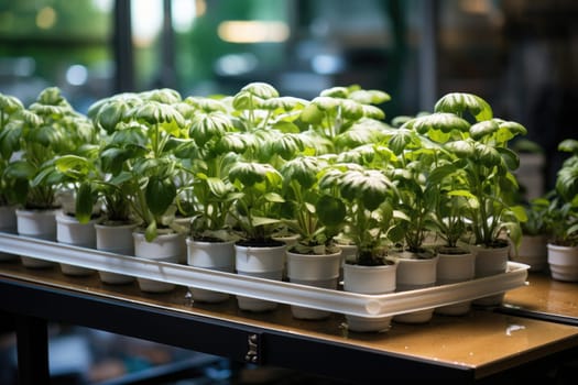Photograph of a hydroponic system designed to grow plants without the use of soil using nutrient solutions.