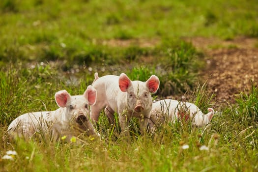 Eco pig farm in the field in Denmark. Cute piglets in the pasture.