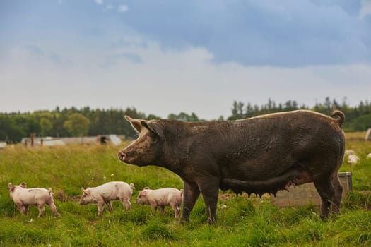 Eco pig farm in the field in Denmark.