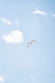 White seagull soars in the cloudy sky. High quality photo