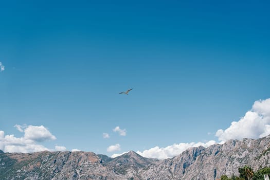 Albatross soars in the blue sky against the backdrop of a high mountain range. High quality photo