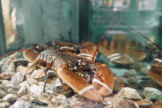 Spotted lobster with bandaged claws sits on stones in an aquarium. High quality photo