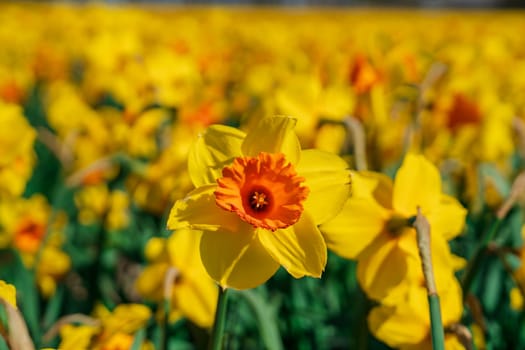 A mesmerizing landscape of endless yellow daffodils blooming in a field surrounded by lush greenery in the picturesque Netherlands during the beautiful month of April.