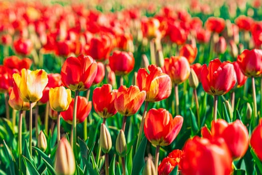 A mesmerizing view of a seemingly endless tulip field in the Netherlands, with vibrant red and yellow tulips stretching into the distance under a clear blue sky.