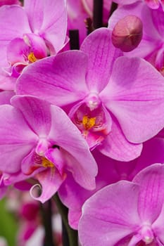 This close-up shot presents the beauty of pink blooming orchids, showcasing the exquisite details of this stunning tropical flower in vibrant colors and delicate petals.