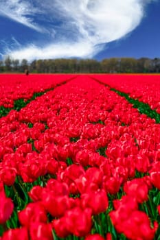 A breathtaking view of vibrant red Dutch tulip fields in full bloom, creating a stunning and vibrant spring landscape that showcases the natural beauty of the Netherlands countryside.