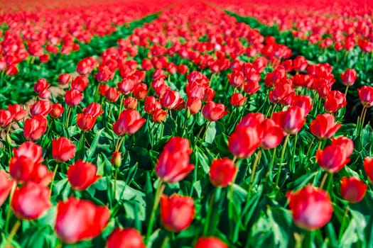 An idyllic Dutch countryside landscape featuring breathtaking fields of blooming red tulips, creating a stunning and picturesque scene that epitomizes the beauty of the Netherlands in spring.