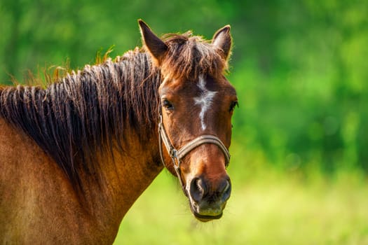 Close-up portrait of a majestic brown Thoroughbred horse standing in a lush green field on a sunny summer day, with a serene and noble expression, showcasing its remarkable beauty and elegance.