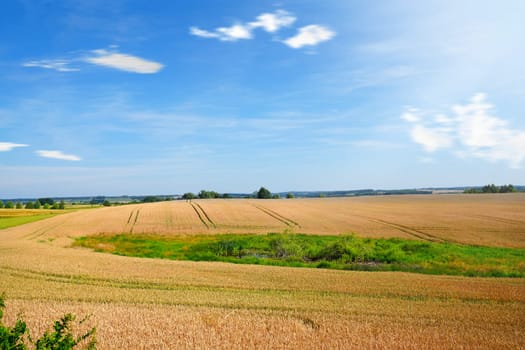 Beautiful panoramic view of a lush, golden wheat field on a bright, sunny summer day in the picturesque countryside of Poland, under a clear, vibrant blue sky.