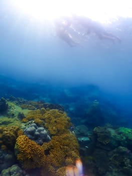 snorkeling trip at Samaesan Thailand. dive underwater with fishes in a coral reef sea pool