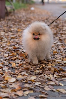 Portrait of a cute and handsome Pomeranian dog walking on a leash in the park. Fluffy dog.