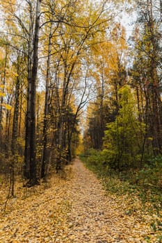 Road in forest with yellow fallen leaves