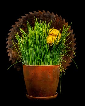 Creative still life with old rusty saw blade and grass in a flower pot on a black background