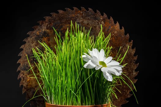 Creative still life with old rusty saw blade and grass in a flower pot on a black background