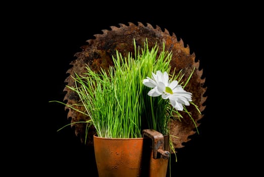 Creative still life with old rusty saw blade and grass in a flower pot on a black background