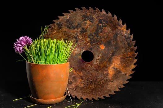 Creative still life with old rusty saw blade and grass in a flower pot on a black background