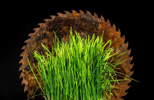 Creative still life with old rusty saw blade and grass in a flower pot on a black background